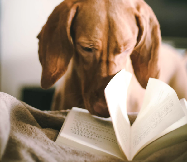 10 Libros imprescindibles para amantes de los perros