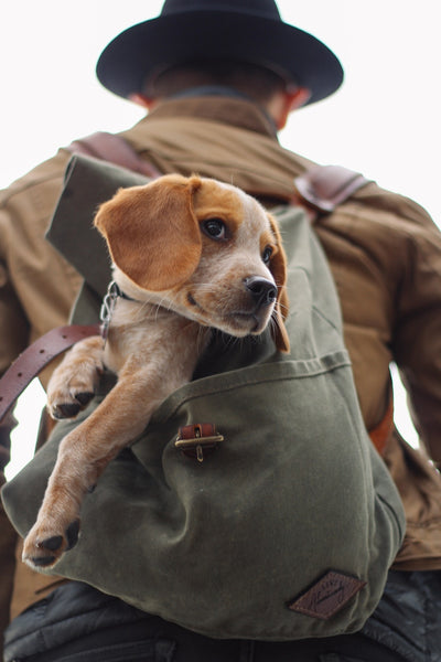 Viajar con tu perro: 5 productos súper útiles que no sabías de su existencia.