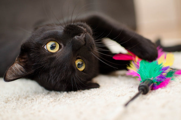 Martes 13 y el gato negro: El por qué de estas supersticiones.