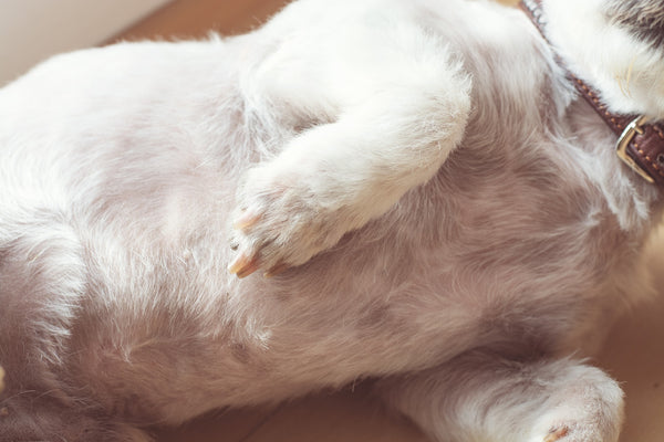 Lo que tienes que saber para evitar problemas estomacales en tu perro