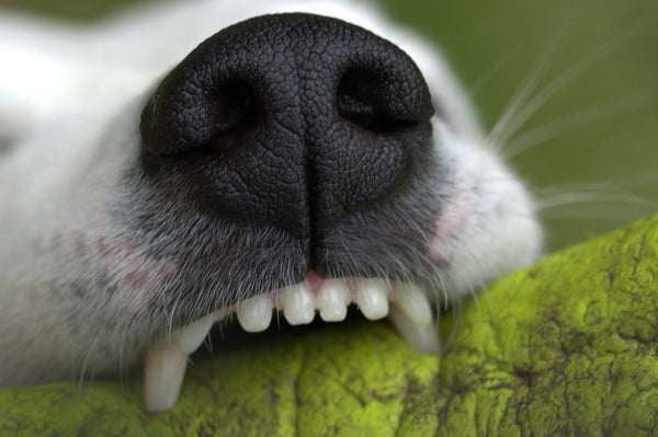 Consigue que tu perro tenga los dientes limpios