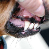 Dentidog limpiador bucal para perros